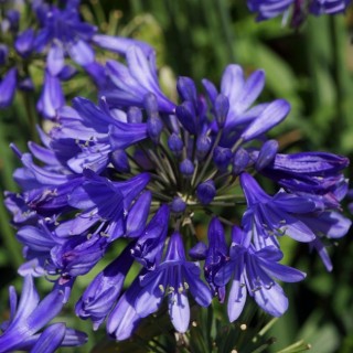 Agapanthus ever sapphire
