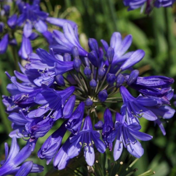 Agapanthus ever sapphire