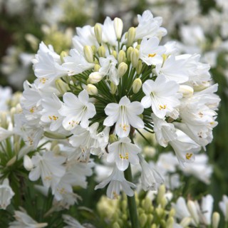 Agapanthus ever white