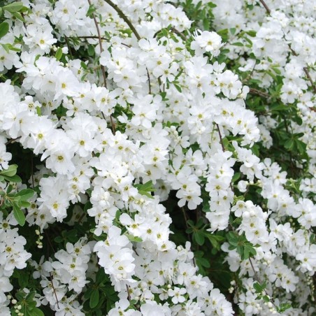 Exochorda racemosa springtime