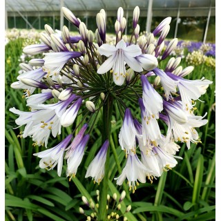 Agapanthus fireworks