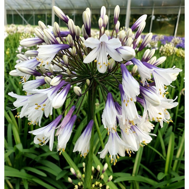Agapanthus fireworks