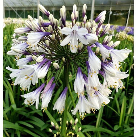 Agapanthus fireworks