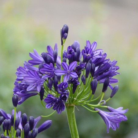 Agapanthus royal velvet