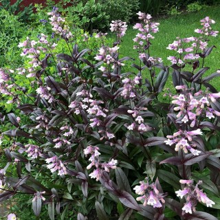 Penstemon dark towers