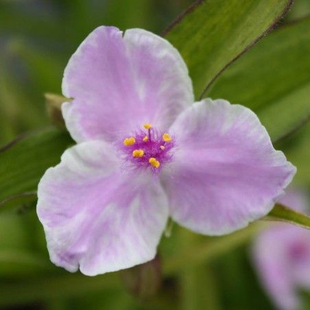 Tradescanthia pink chablis