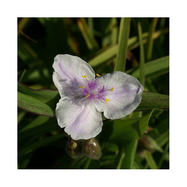 Tradescanthia domaine de Courson