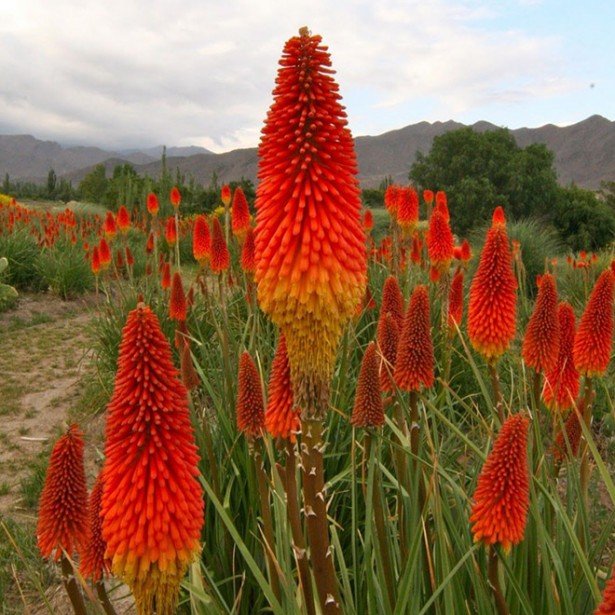 Kniphofia color sky red