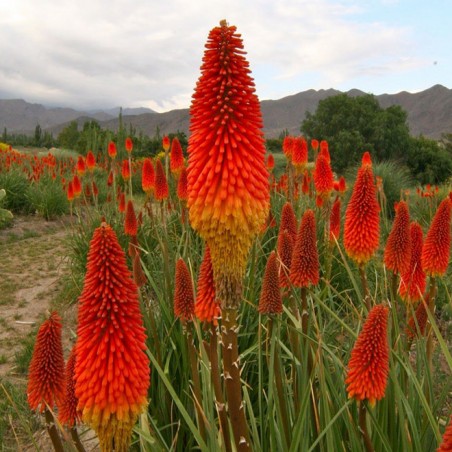 Kniphofia color sky red