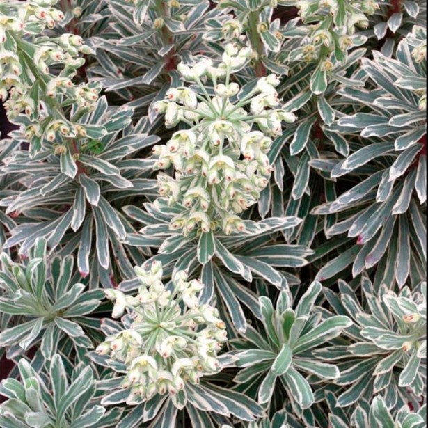 Euphorbe Silver swam