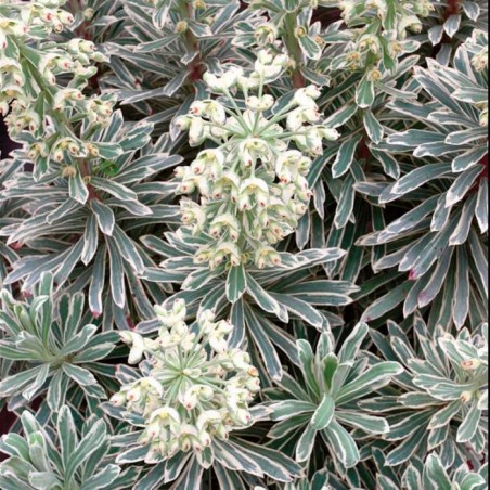 Euphorbe Silver swam