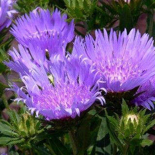 Stokesia blue star