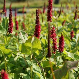 Persicaria blackfield