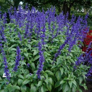 Salvia mystic spire blue