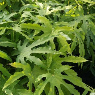 Fatsia polycarpa green fingers