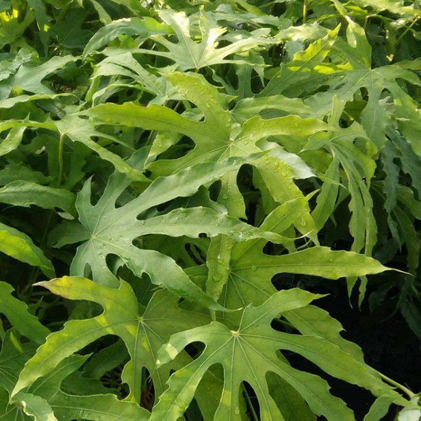Fatsia polycarpa green fingers