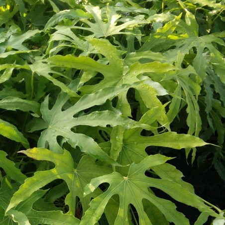 Fatsia polycarpa green fingers