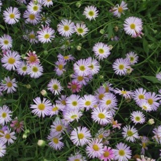Erigeron karvins lavender lady