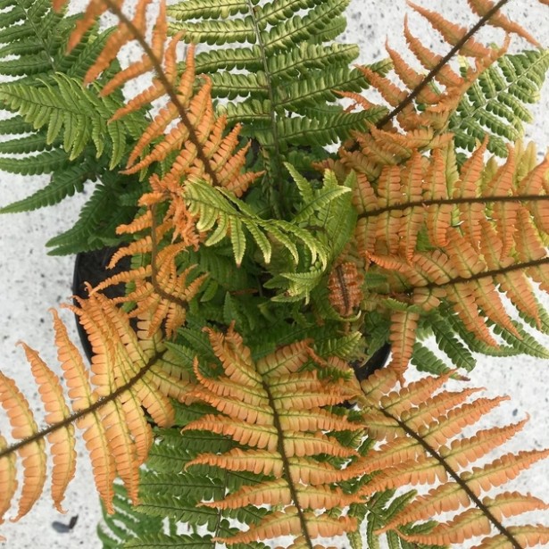 Dryopteris wall Jurassic Gold