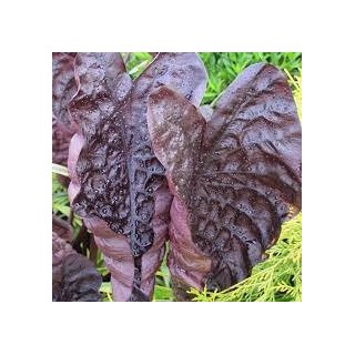 Colocasia Black ripple