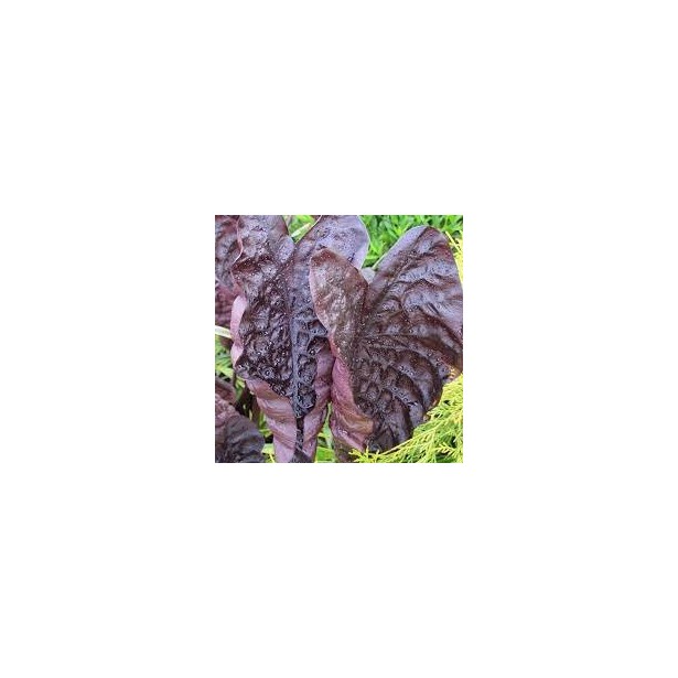 Colocasia Black ripple