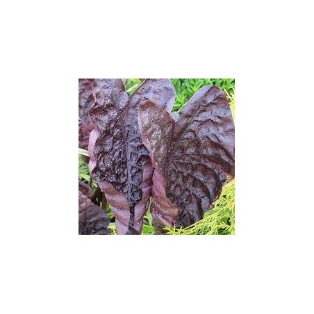 Colocasia Black ripple