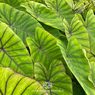 Colocasia Blue Hawai