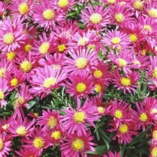 Aster dumosus island bahamas red