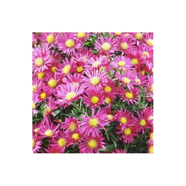 Aster dumosus island bahamas red