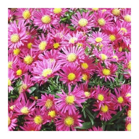 Aster dumosus island bahamas red