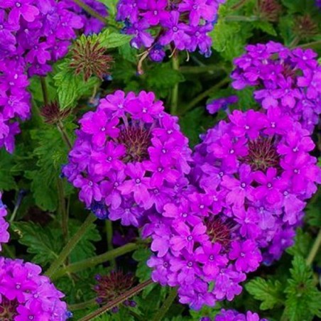 Verveine Homestead purple