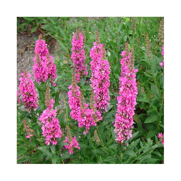Lythrum salicaria Robert