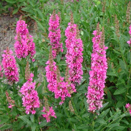 Lythrum salicaria Robert