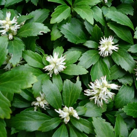 Pachysandra terminalis green sheen