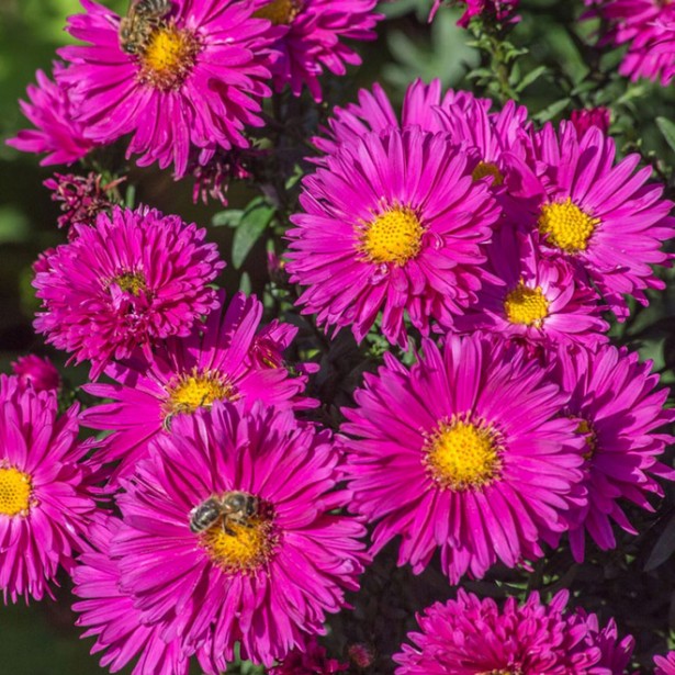 Aster novi-belgii neron