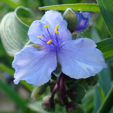 Tradescanthia ocean blue