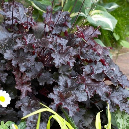 Heuchera black night