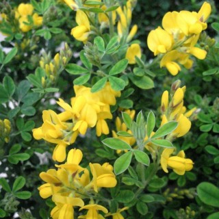 Genista porlock
