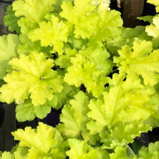 Heuchera lime marmelade