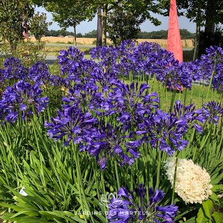 Agapanthus vallée de la Loire