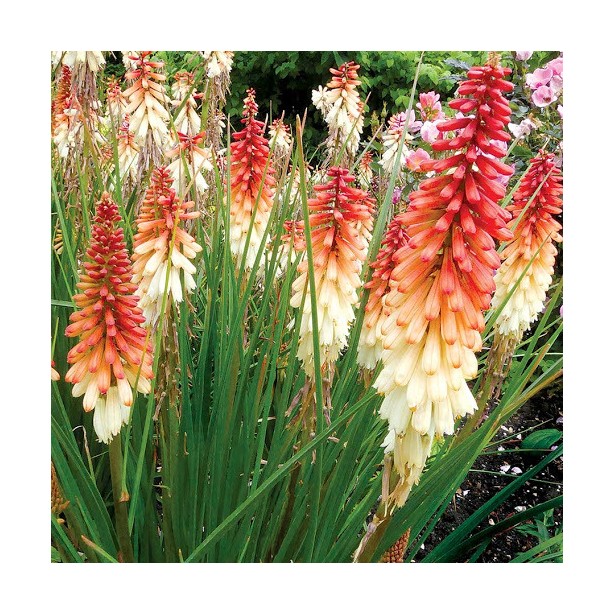 Kniphofia orange vanilla posicle