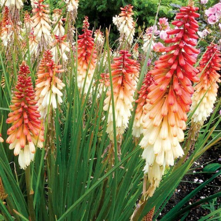 Kniphofia orange vanilla posicle