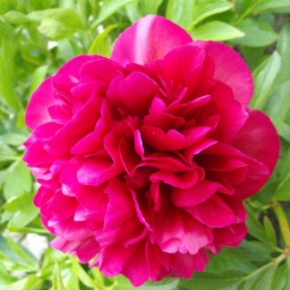 Pivoine kansas