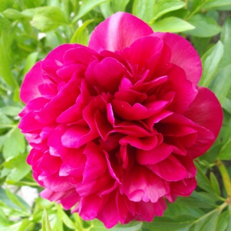 Pivoine kansas