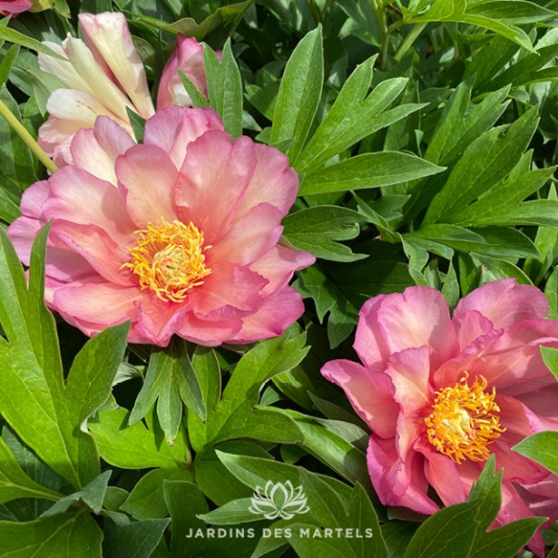 Paeonia Itoh Julia Rose