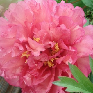 Pivoine itoh hillary