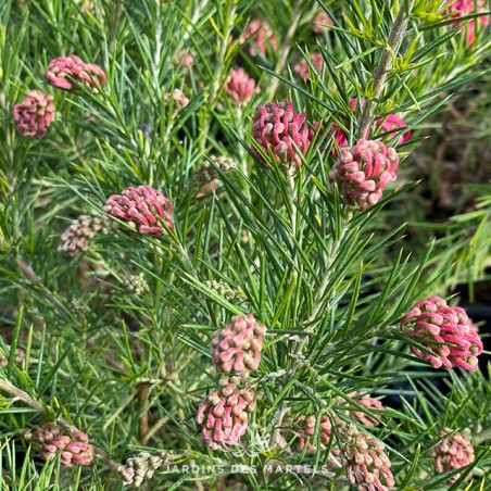 Grevillea rosmarinifolia