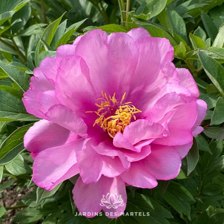 Paeonia itoh First Arrival