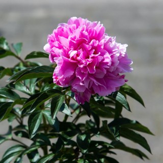 Pivoine Dr Alexander Fleming