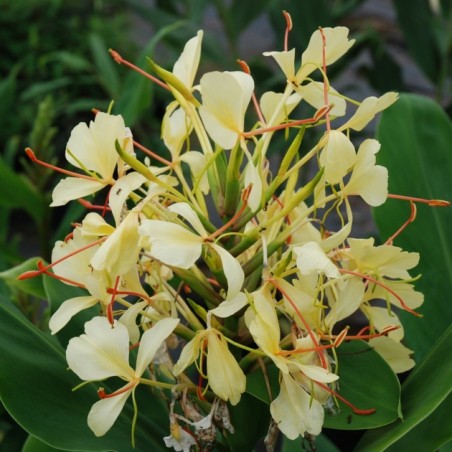 Hedychium garderianum